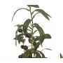 EUROPALMS tekopuutarhaöljypuu, 68 cm, vihreät lehdet, musta ruukku 82506421