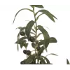 EUROPALMS tekopuutarhaöljypuu, 68 cm, vihreät lehdet, musta ruukku 82506421