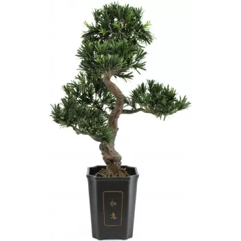 EUROPALMS Bonsai Podocarpus tekokasvi, 80 cm 82600116