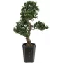 EUROPALMS Bonsai Podocarpus tekokasvi, 80 cm 82600116