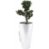 EUROPALMS Bonsai Podocarpus tekokasvi, 80 cm 82600116