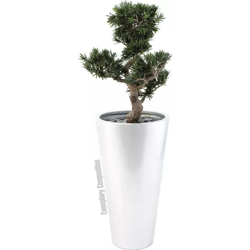 EUROPALMS Bonsai Podocarpus tekokasvi, 80 cm 82600116
