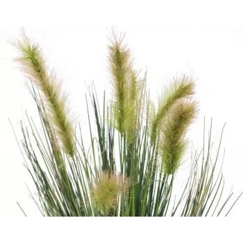 EUROPALMS tekosuokasvi koristeruukussa, 60 cm 82505862