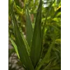 EUROPALMS Aloe (EVA), teko, vihreä, 50 cm (82530570)