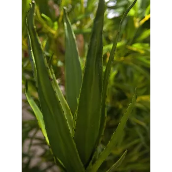 EUROPALMS Aloe (EVA), teko, vihreä, 50 cm (82530570)