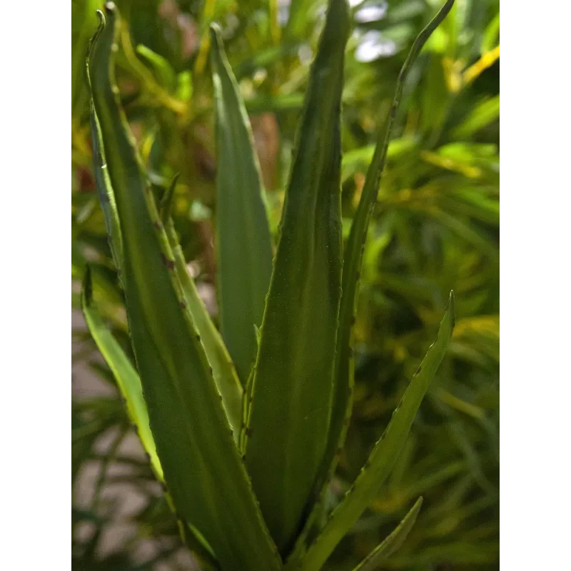 EUROPALMS Aloe (EVA), teko, vihreä, 50 cm (82530570)