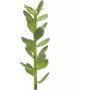 EUROPALMS rahapuuverso tekokasvi, 30 cm 82809010