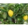 EUROPALMS tekositruunapuu, 150cm 82507815