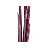 EUROPALMS Magic Onion Grass tekokasvi, roosa, 134 cm 82532003