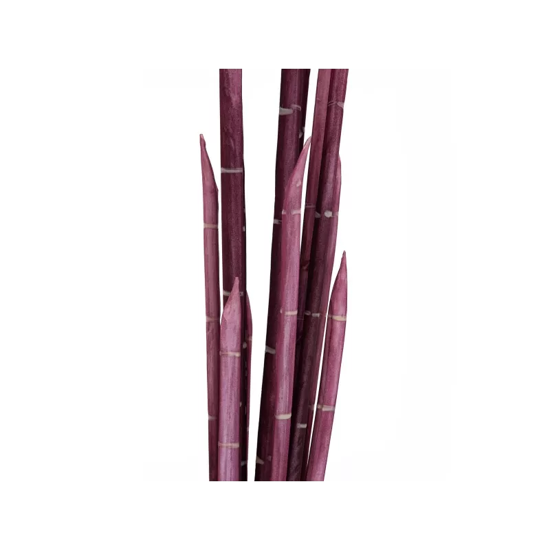 EUROPALMS Magic Onion Grass tekokasvi, roosa, 134 cm 82532003