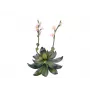 EUROPALMS Stone Rose (EVA) tekokasvi, vaaleanpunainen, 32cm 82530572