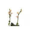 EUROPALMS Stone Rose (EVA) tekokasvi, vaaleanpunainen, 32cm 82530572