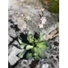 EUROPALMS Stone Rose (EVA) tekokasvi, vaaleanpunainen, 32cm 82530572