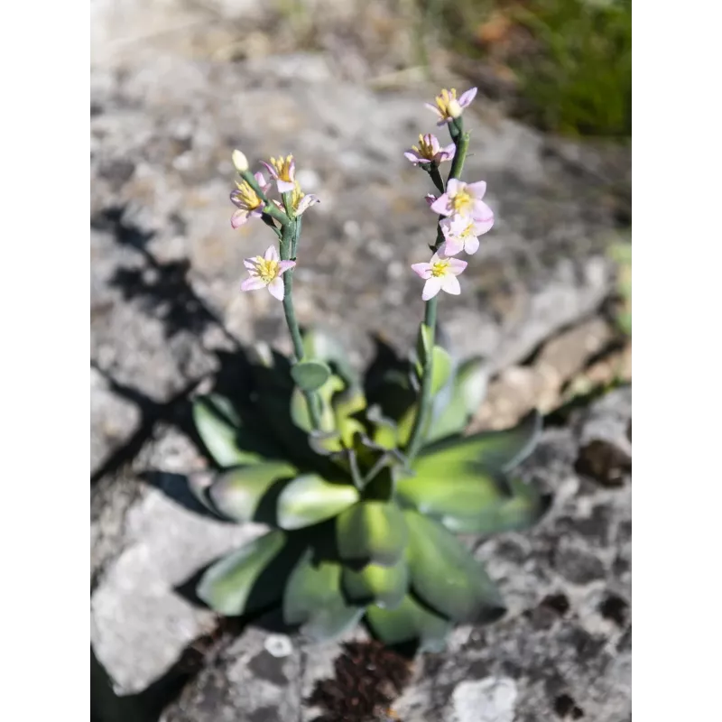 EUROPALMS Stone Rose (EVA) tekokasvi, vaaleanpunainen, 32cm 82530572