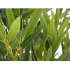 EUROPALMS Bambus deluxe, tekokasvi, 180 cm (82509167) - tekobambukasvi