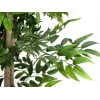 EUROPALMS Ficus Longifolia tekokasvi, 165 cm 82506350