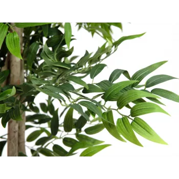 EUROPALMS Ficus Longifolia tekokasvi, 165 cm 82506350