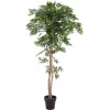 EUROPALMS Ficus Longifolia tekokasvi, 165 cm 82506350