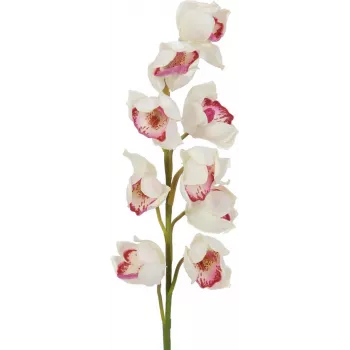 EUROPALMS Cymbidium-oksa, teko, valkoinen-vaaleanpunainen, 90 cm 82530312