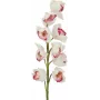 EUROPALMS Cymbidium-oksa, teko, valkoinen-vaaleanpunainen, 90 cm 82530312