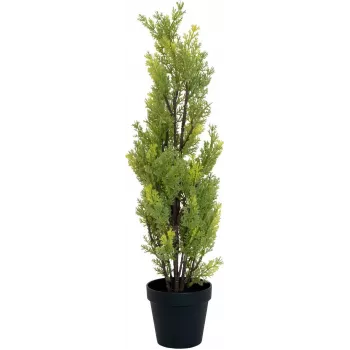 EUROPALMS Leyland-sypressi tekokasvi, 60 cm 82606959