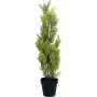 EUROPALMS Leyland-sypressi tekokasvi, 60 cm 82606959