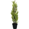 EUROPALMS Leyland-sypressi tekokasvi, 60 cm 82606959