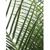 EUROPALMS Phoenix Palm Deluxe tekokasvi 220 cm 82509722