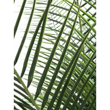 EUROPALMS Phoenix Palm Deluxe tekokasvi 220 cm 82509722