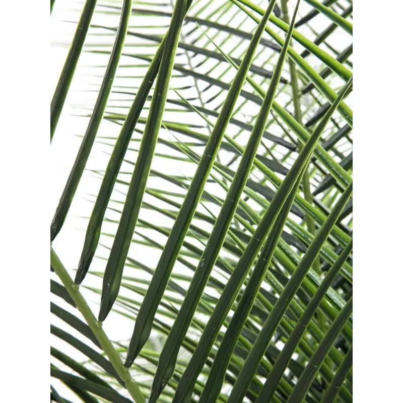 EUROPALMS Phoenix Palm Deluxe tekokasvi 220 cm 82509722