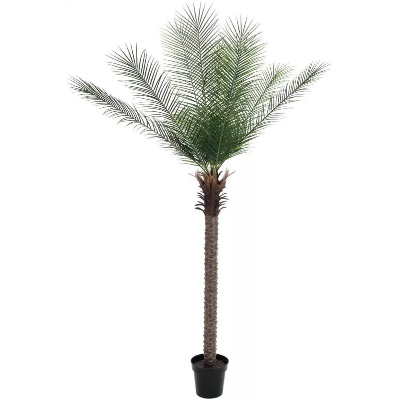 EUROPALMS Phoenix Palm Deluxe tekokasvi 220 cm 82509722