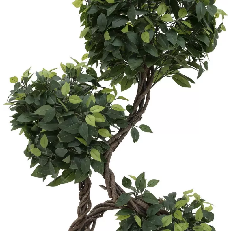 EUROPALMS Ficus Multi Spiral Trunk tekokasvi, 160 cm 82501563