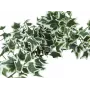 EUROPALMS Holland Ivy Bush Screen Classic, teko, 100 cm 82502212