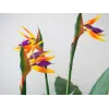 EUROPALMS Strelitzia tekokasvi, 90 cm 82540502