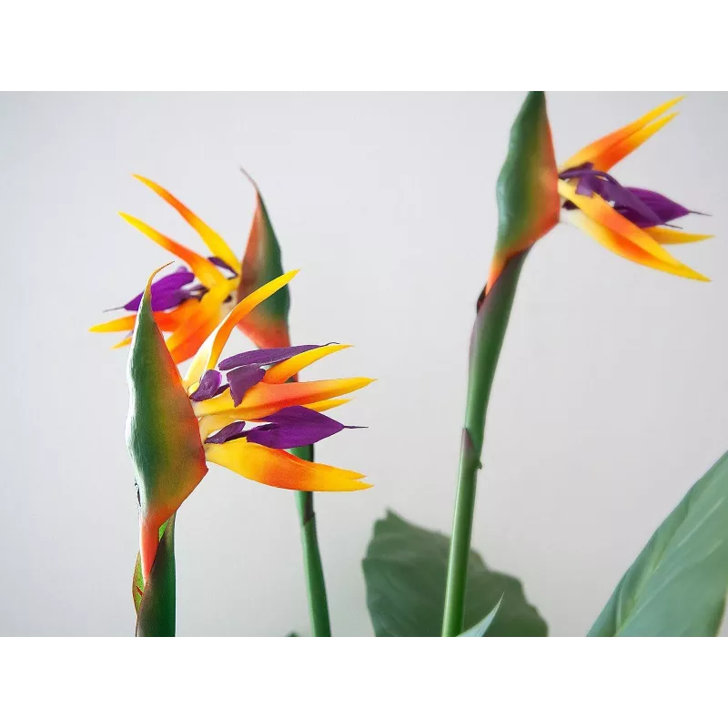 EUROPALMS Strelitzia tekokasvi, 90 cm 82540502