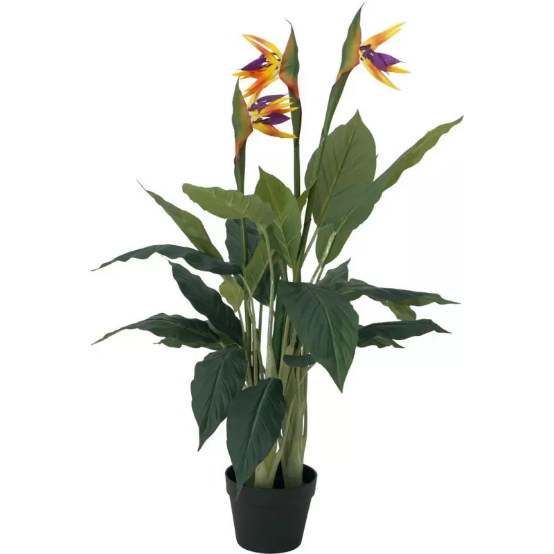 EUROPALMS Strelitzia tekokasvi, 90 cm 82540502