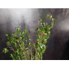 EUROPALMS ainavihreä pensas ruoholla, tekokasvi, 182 cm 82600185