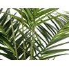 EUROPALMS Kentia-palmu tekokasvi 240 cm 82511368
