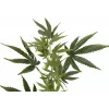EUROPALMS tekohampunoksa, 90 cm, vihreä 82506699