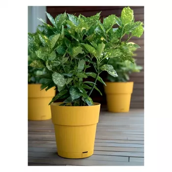 STEFANPLAST Ethica kukkaruukku ja aluslautanen Ø40x39 cm sinapinkeltainen
