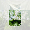 Yankee Candle Clean Cotton riippuva autoilmanraikastin, bonuspakkaus