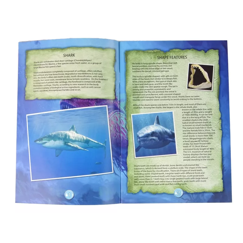 LEAN TOYS Ammonite Shark kaivaus opetussarja