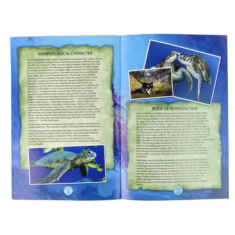 LEAN TOYS Ammonite Turtle kaivaus opetussarja