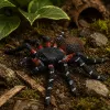 LEAN TOYS hämähäkki tarantula kumihahmo venyvä realistinen musta 10 cm